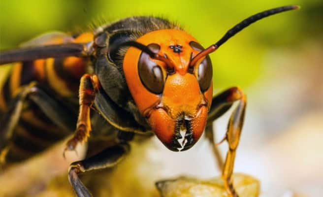 Arılar Hırsızı Öldürdü!