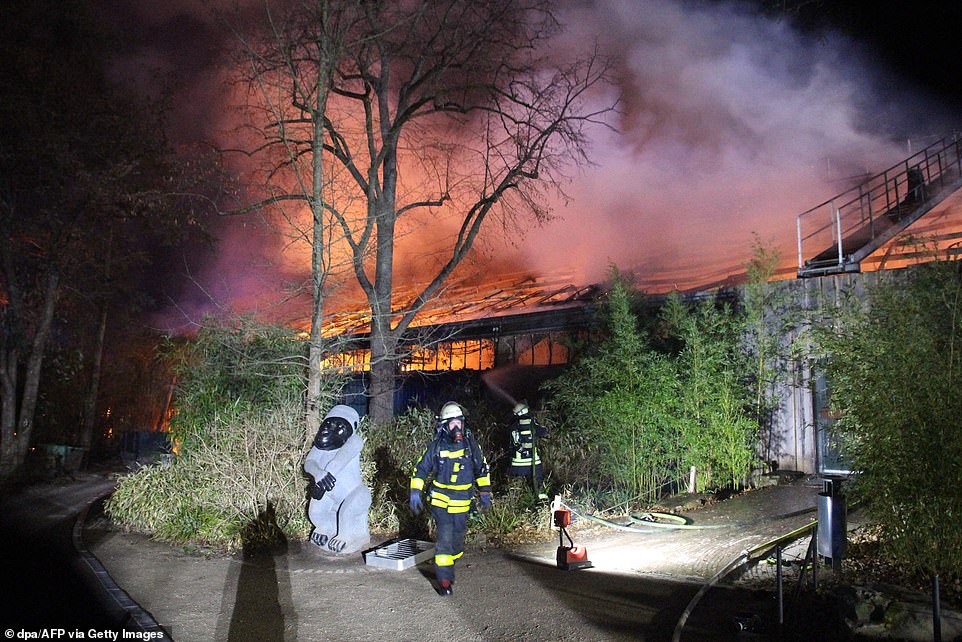 Havai Fişek’ten Yangın Çıktı Almanya’da Tüm Maymunlar Öldü!