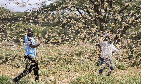 400 Milyar Çekirge Hindistan'ı İstila Etti