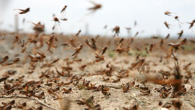 Korkutan Çekirge İstilası Devam Ediyor