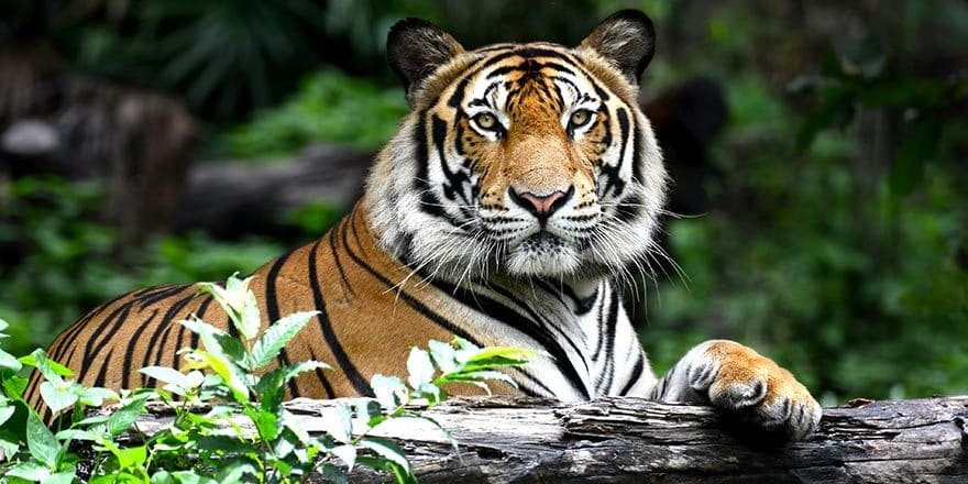 Hayvanat Bahçesindeki Kaplan Koronavirüse Yakalandı