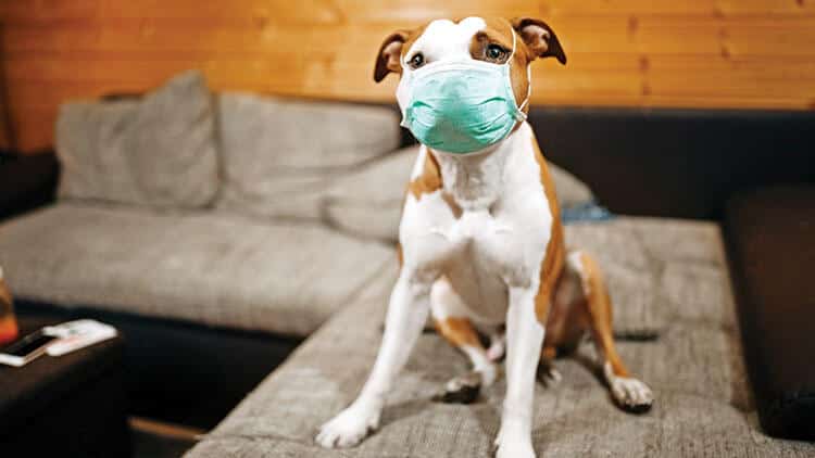 Hayvanlar İçin Covid-19 Test Sistemi Geliştirildi