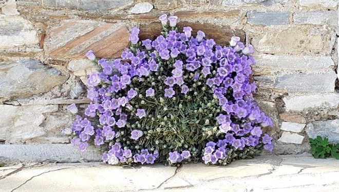 Bu Çiçeği Koparmanın Cezası 74 Bin TL!