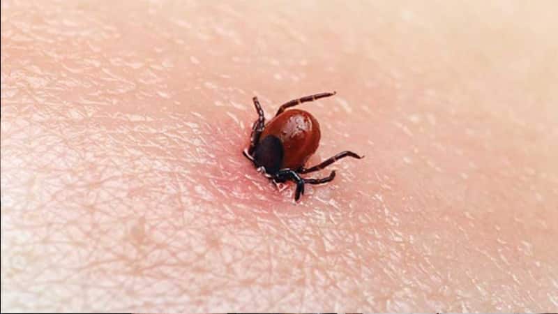Sağlık Bakanlığı’ndan Kene Açıklaması!