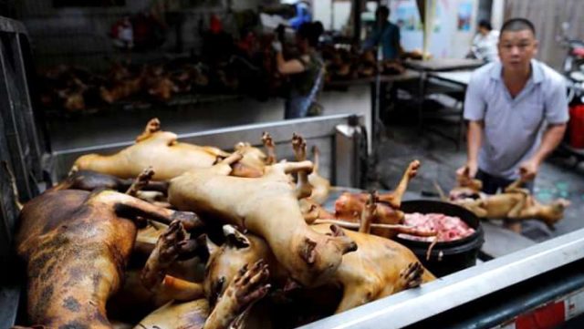 Çinliler Durmuyor: Köpek Eti Festivali Tepkilere Rağmen Başladı!