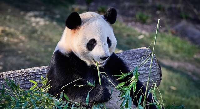 Panda Firarda!