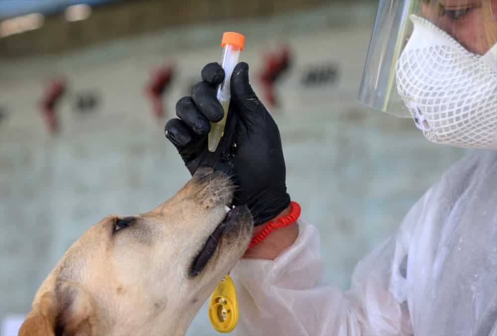 Almanya’da Narkotik Köpeklerine Koronavirüs Eğitimi