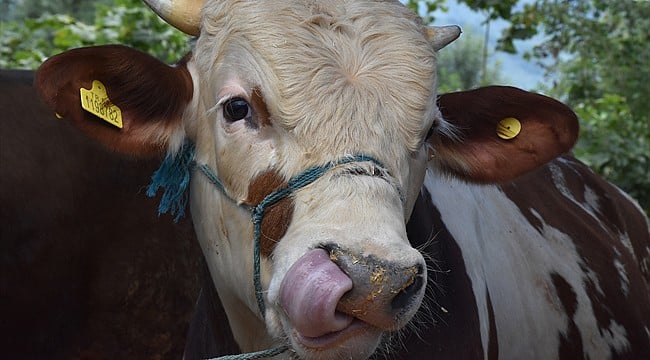 Kaçan Kurbanlık Trafikte Zor Anlar Yaşattı!