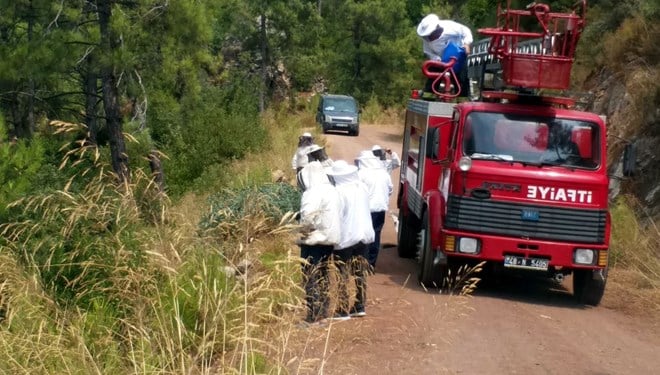 Kamyonet Şarampole Uçtu: 3,5 Milyon Arı Ormana Yayıldı