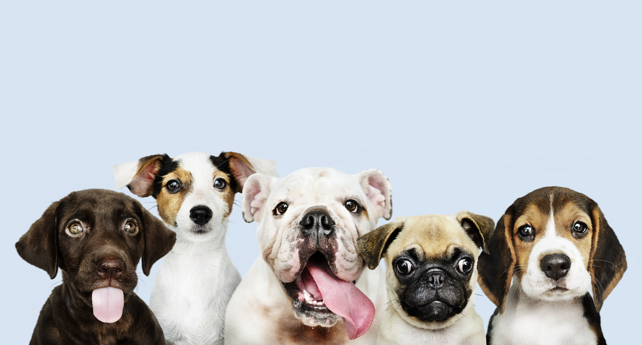 Almanya'da Köpekleri Günde 2 Kez Yürüyüşe Çıkarmak Zorunlu Olabilir