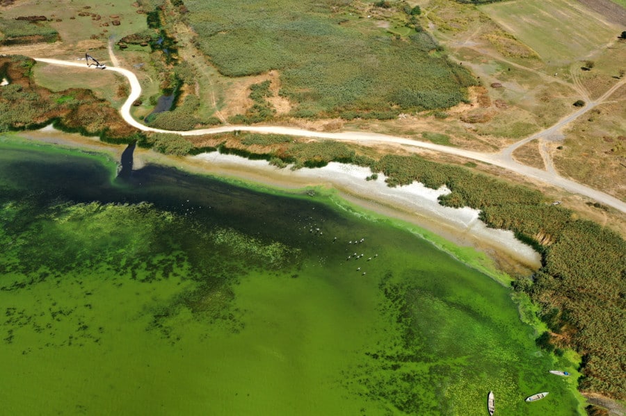 Algler Bursa Ulubat Gölü'nü Yeşile Boyadı!