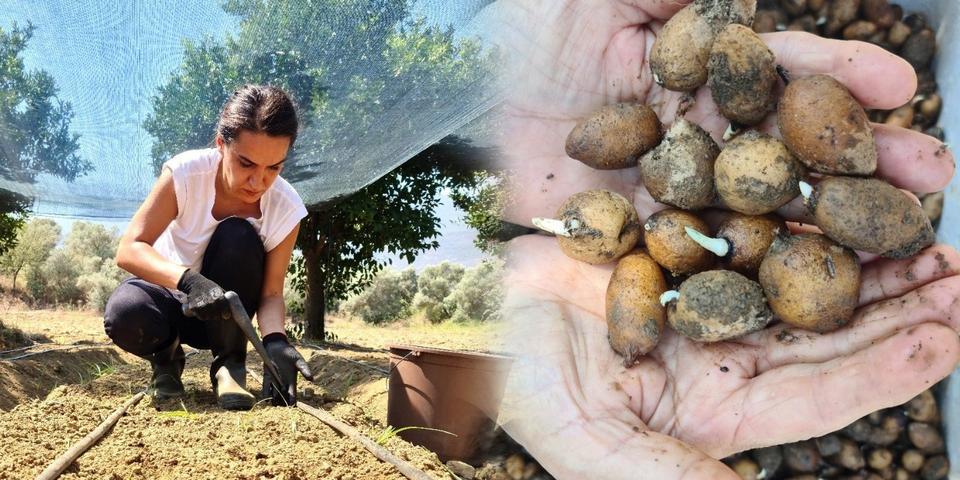 Bankacılığı Bırakan Genç Kadın Salep Üreticisi Oldu