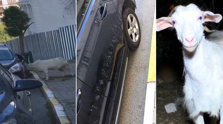 Araçtaki Yansımasıyla Kavga Eden Keçi Araçta Maddi Hasara Yol Açtı