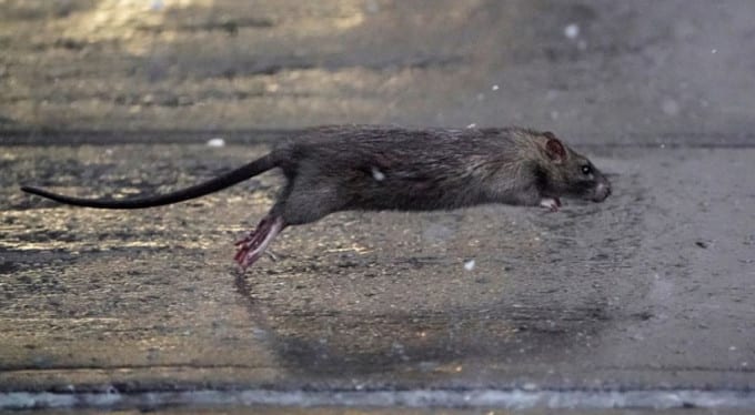 İsrail'de Yeni Bir Salgın