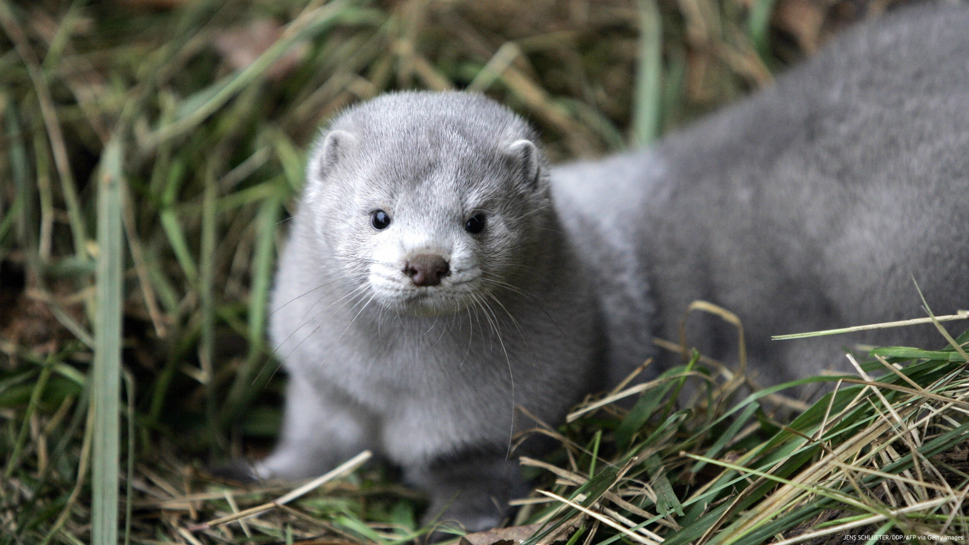 Koronavirüslü Vizon Paniği Danimarka'dan Sonra Yunanistan'da