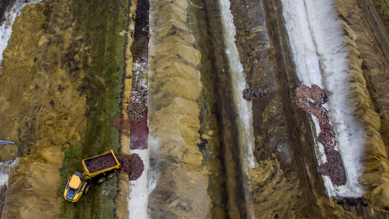 Danimarka’da Korkunç Olay: Öldürülen Covid-19’lu Vizonlar, Yer Altı Sularını Kirletiyor!