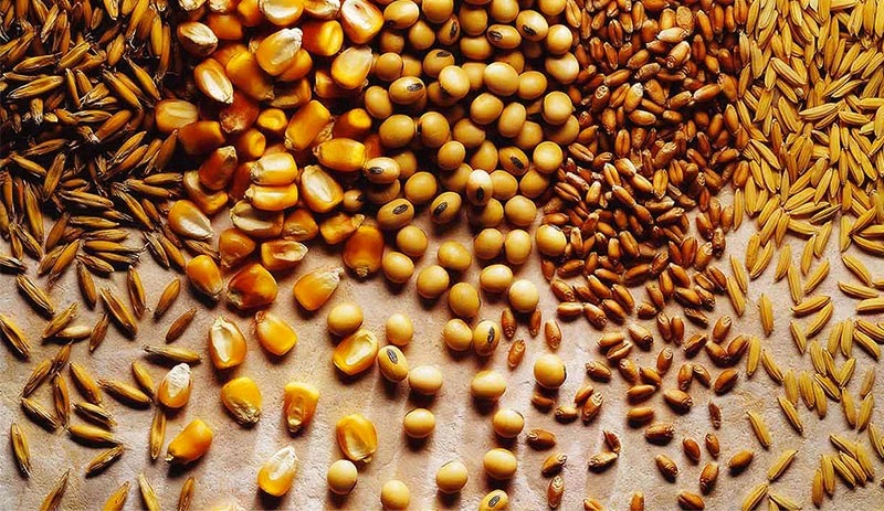 Arpa, Buğday ve Mısırda Gümrük Vergisi 30 Nisan’a Kadar Ertelendi