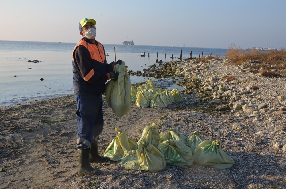 İstanbul'da Kıyıya Vuran Denizanaları Korkuttu