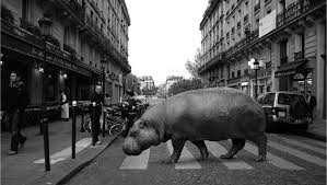 Doğum Oranları Azalacak, Şehirlerde Vahşi Hayvanlar Gezecek!