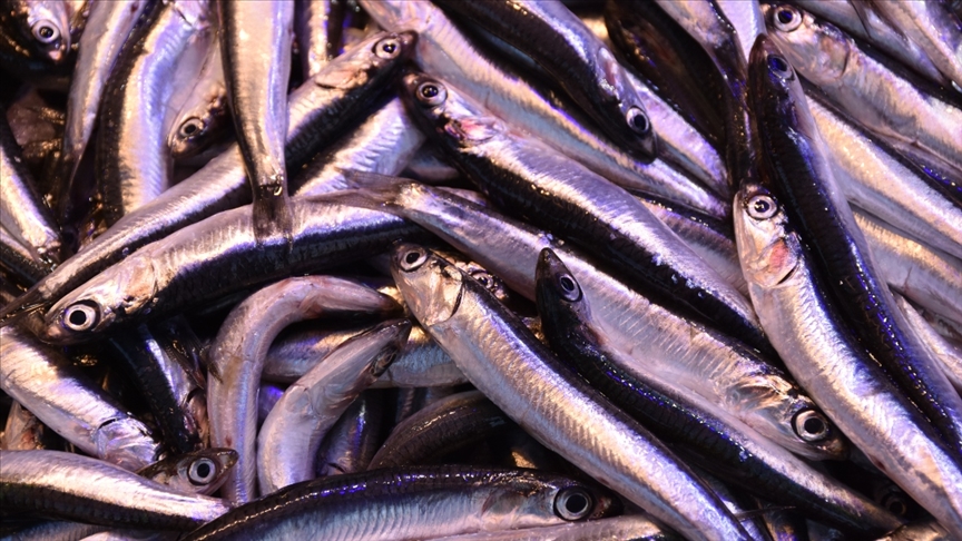 Hamsi Avı Yasağında Süre Uzatıldı!