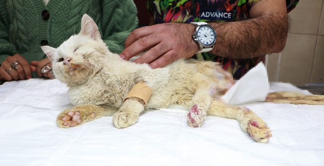 8 El Ateş Edilen Kedi Yaşam Mücadelesi Veriyor!