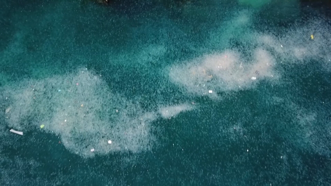 İstanbul Boğazı’nı Denizanaları İstila Etti!