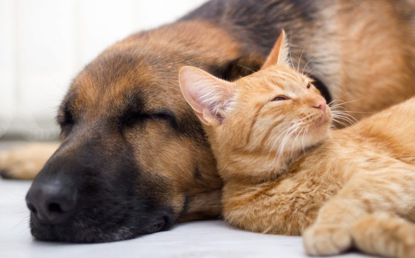 Hayvan Hakları Kanun Teklifinde Son Durum