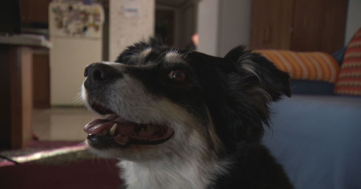 Köpeğe Sahibinden 5 Milyon Dolar Miras Kaldı!