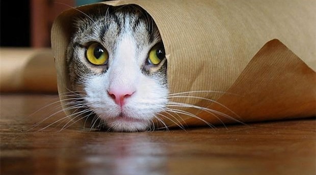 Kedi Kokpite Girip Pilotlara Saldırdı!