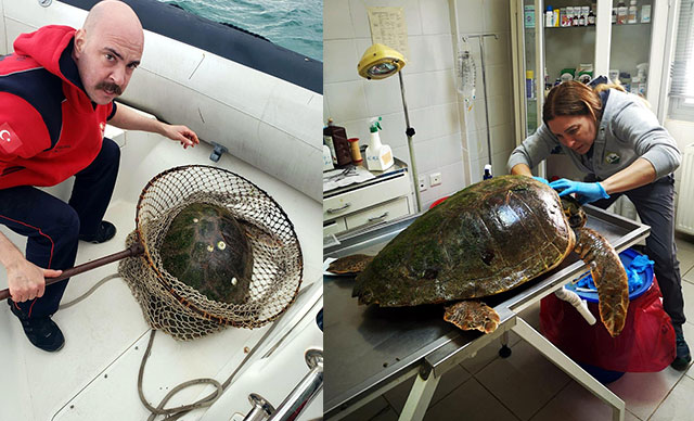 Silahla Vurulan Caretta Caretta Yaralı Bulundu