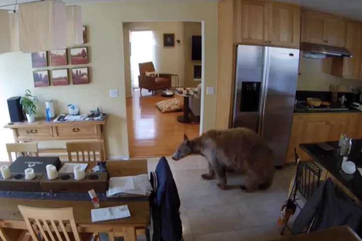 Eve Giren Davetsiz Misafiri Kovaladılar!