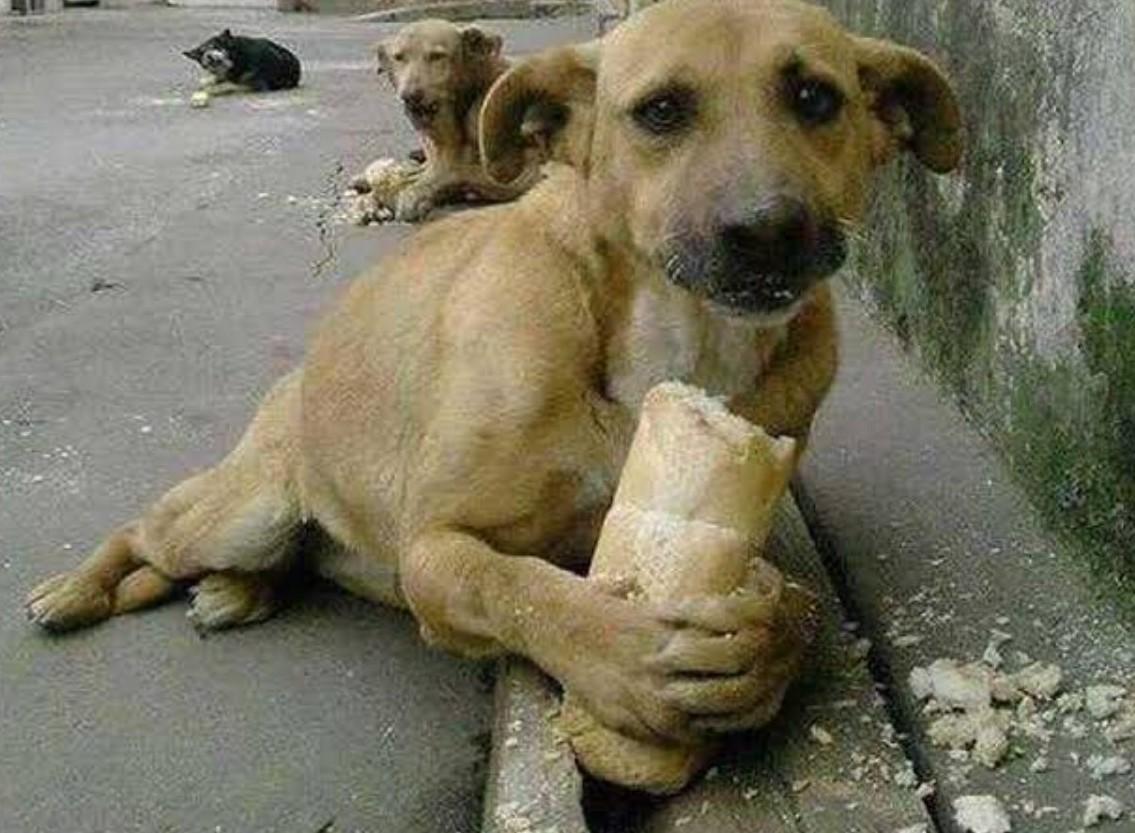 Sokak Hayvanlarının Haklarına Dair Bilinmeyenler