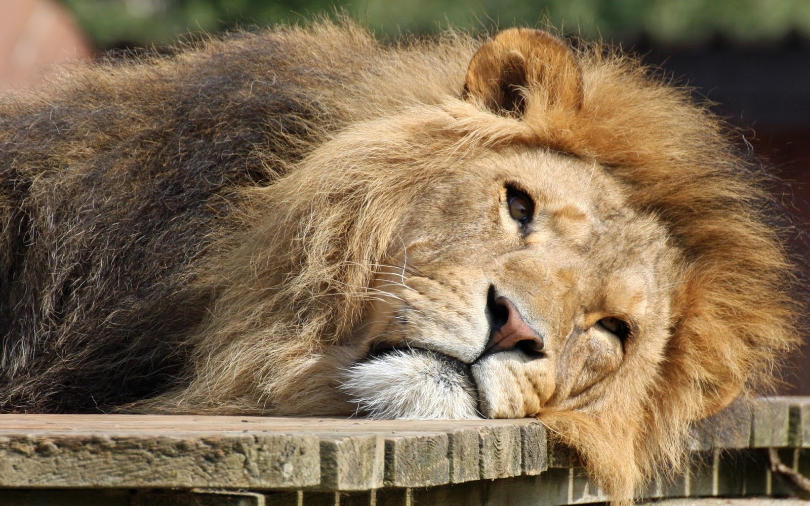 Hindistan’da İnsanların Ardından Aslanlar da Koronavirüse Yakalandı