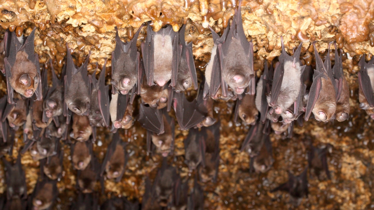 Yarasalarda Koronavirüsün Uzaktan Akrabası Tespit Edildi!