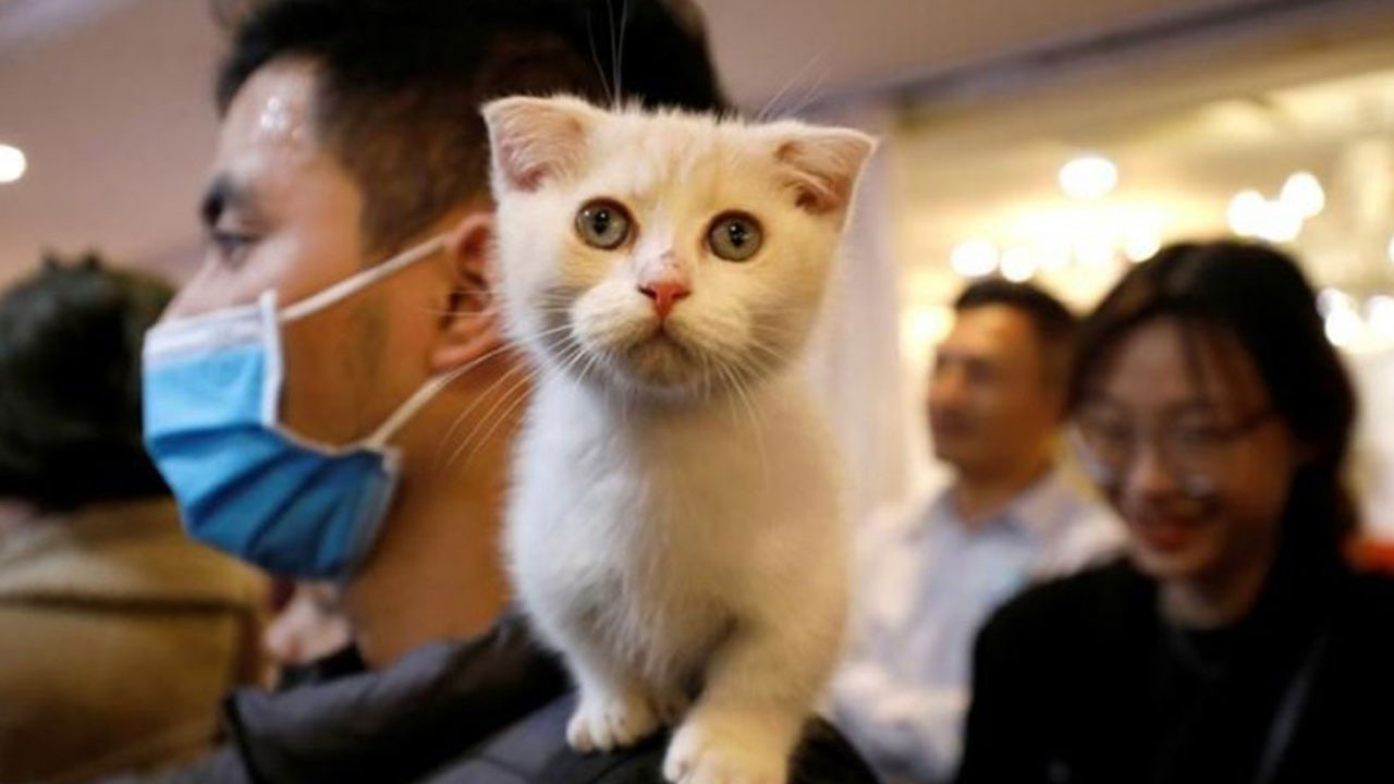 Güney Kore’de Seri Katil Binden Fazla Kediyi Öldürdü!