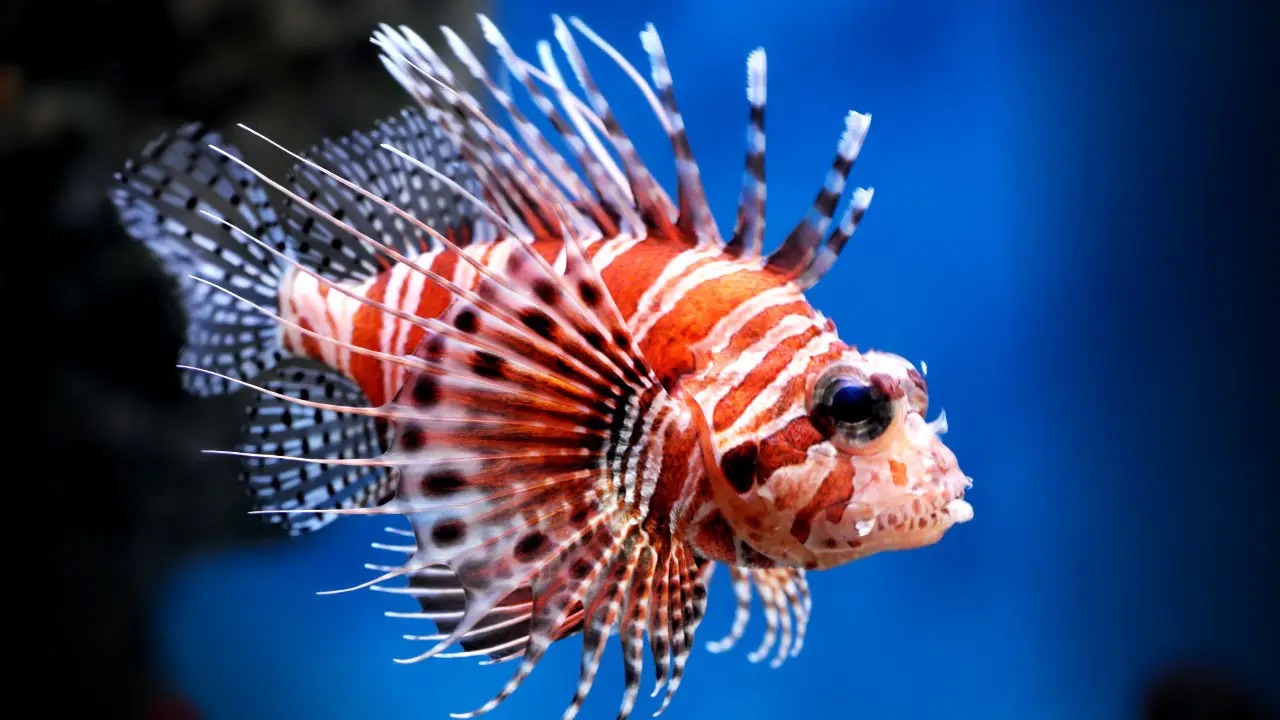 Akdeniz’de Büyük Tehlike!