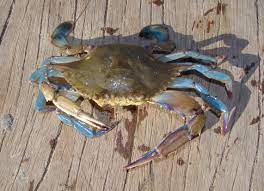 Charybdis Longicollis Tehlikesi!