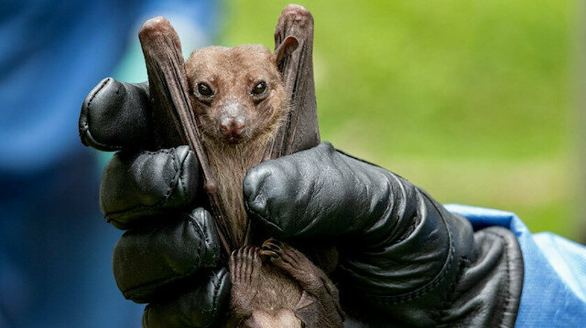 ‘’Çin Koronavirüsün Kökenini Örtbas Etmeye Çalıştı’’