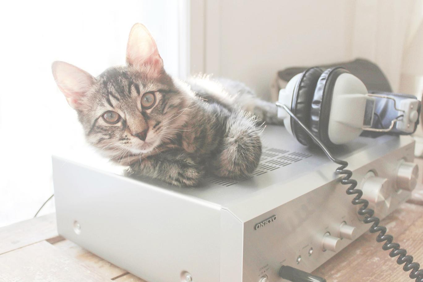 Yüksek Sesli Müzik Şikayeti İçin Gelen Polislere Büyük Sürpriz!