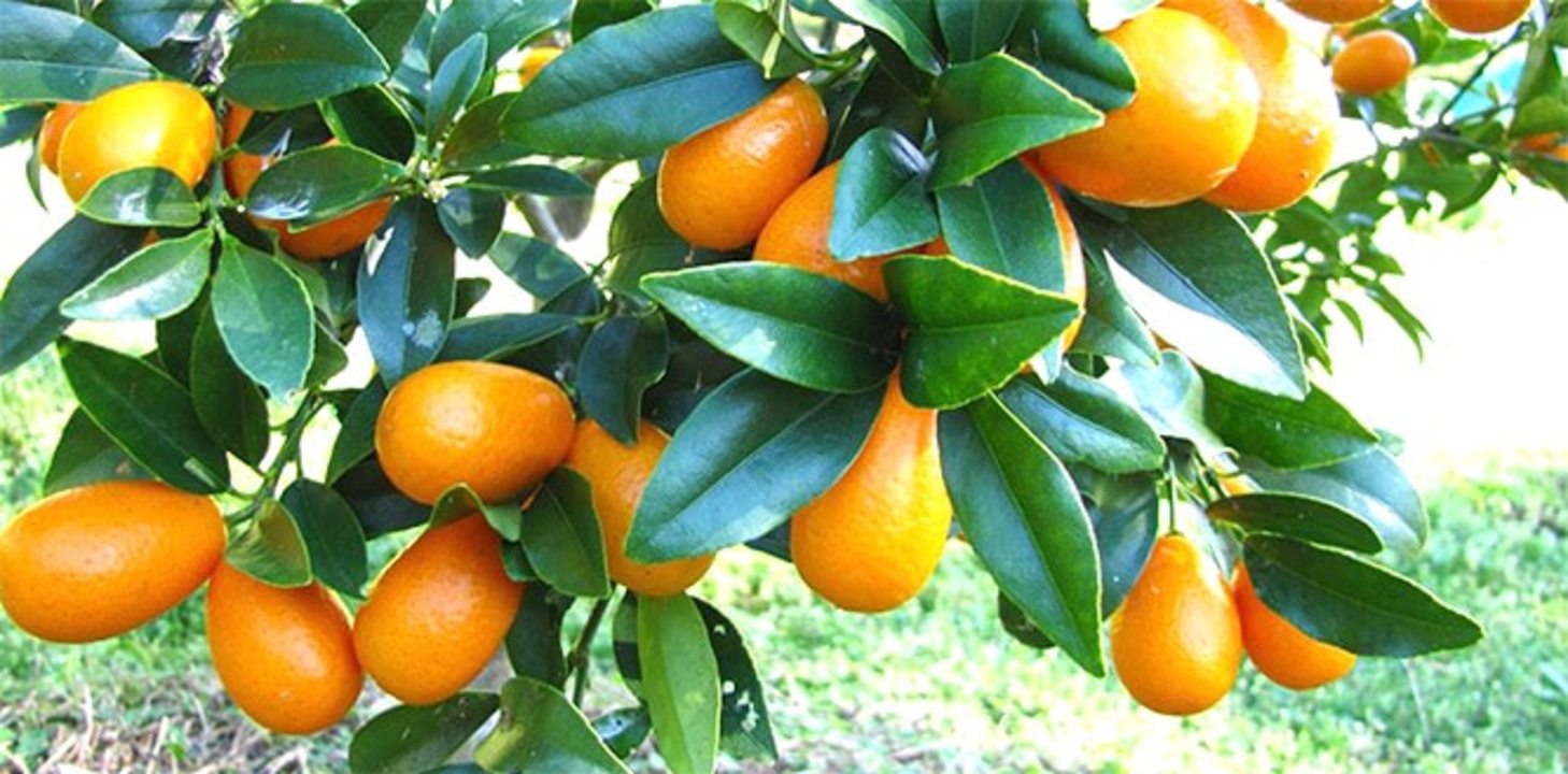 Kamkat Nedir? Faydaları Nelerdir?