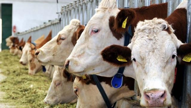 Sığırlar Sarhoş Oldu, Çiftlik Sahibi Yakayı Ele Verdi!
