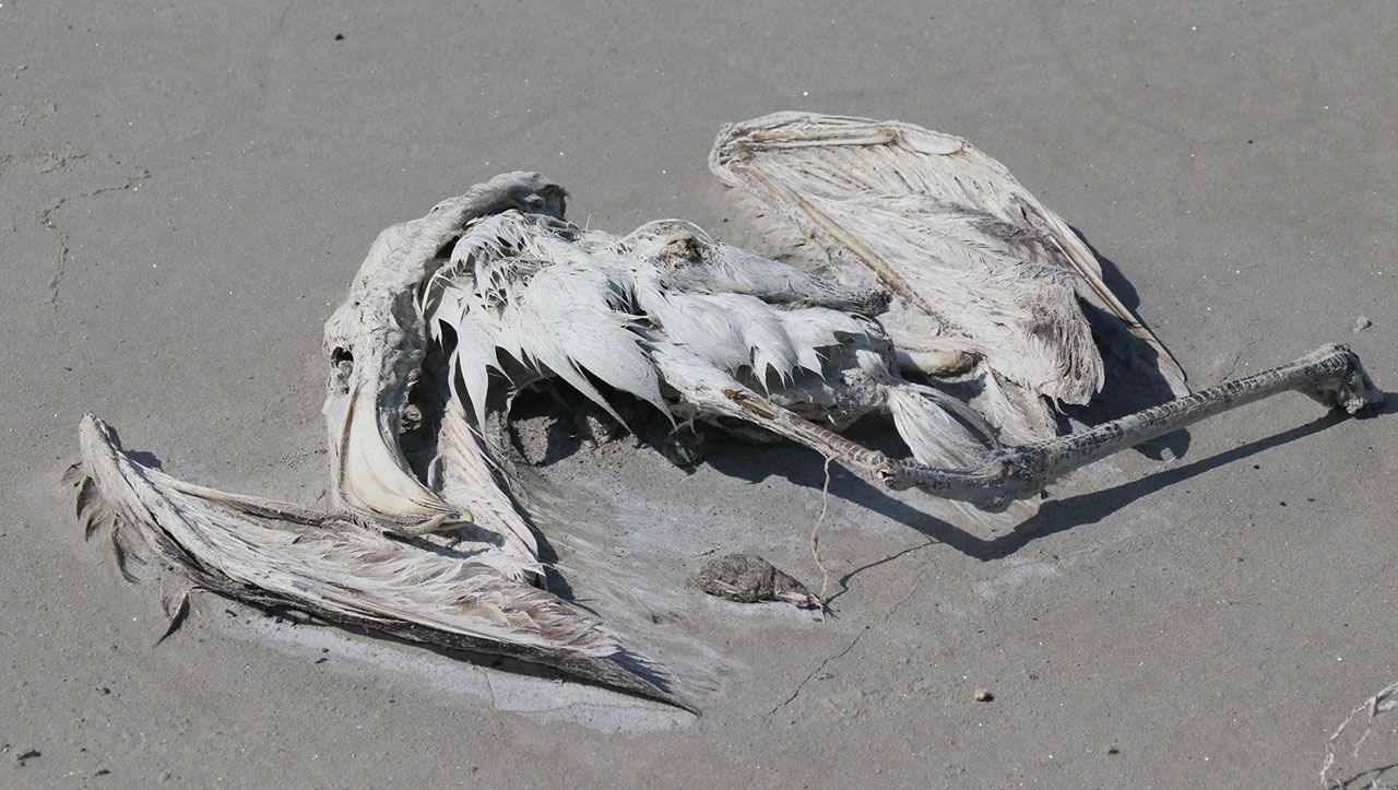 Tuz Gölü’nde Yaşayan Flamingolar Ölüyor!