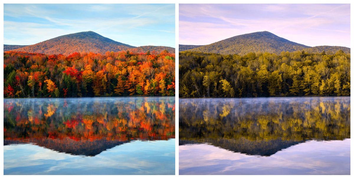 Renk Körlüğü Nedir? Renk Körlüğünün Nedenleri Nelerdir?