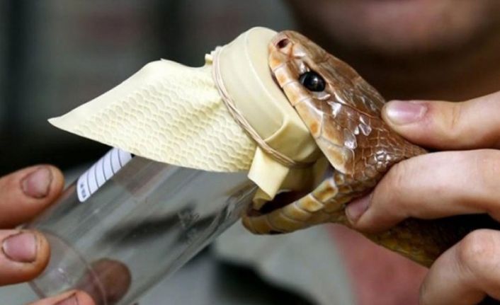 Yılan Zehrinden Hayati Kanamaları Hemen Durduran Yapıştırıcı Geliştirildi!