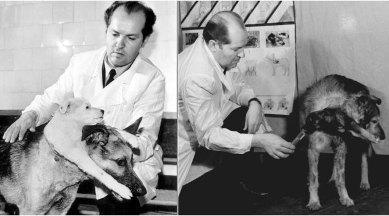 Köpekleri Dirilttiğini İddia Eden Bilim İnsanı Robert Cornish’in İlginç Hikayesi