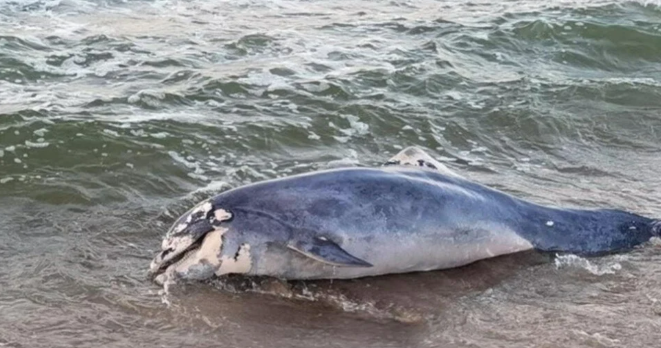 Bursa’da Yunus Balıklarının Cansız Bedenleri Kıyıya Vurdu