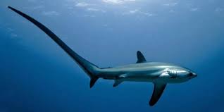 Köpek Balığı ve Vatozların Nesli Tükenme Tehlikesi Altında