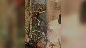 23 Canlı Türünün Nesli Tükendi!