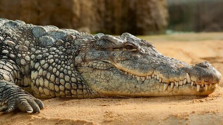 Bir Anda Ortadan Kaybolan Adamın Kalıntıları Timsahın Midesinden Çıktı