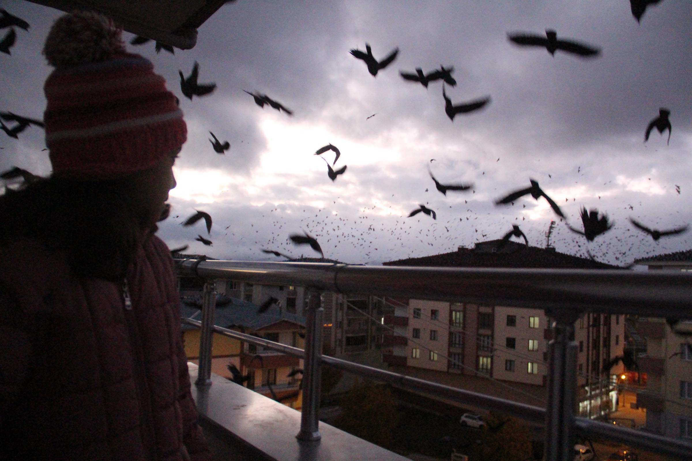 Ardahan Karga Saldırısı Altında